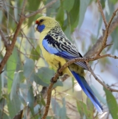 Platycercus elegans flaveolus (Yellow Rosella) at Splitters Creek, NSW - 21 Aug 2021 by WingsToWander