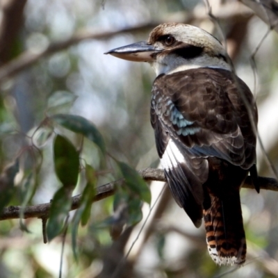 Dacelo novaeguineae (Laughing Kookaburra) at Albury - 21 Aug 2021 by WingsToWander