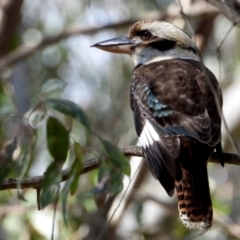 Dacelo novaeguineae (Laughing Kookaburra) at Splitters Creek, NSW - 21 Aug 2021 by WingsToWander