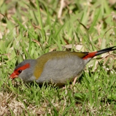 Neochmia temporalis (Red-browed Finch) at Wonga Wetlands - 8 Aug 2021 by WingsToWander