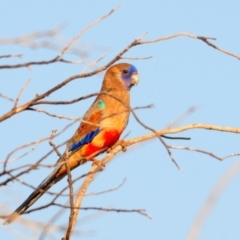 Northiella haematogaster (Greater Bluebonnet) at Irymple, NSW - 2 Oct 2019 by Harrisi