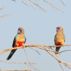Northiella haematogaster at Irymple, NSW - 2 Oct 2019 07:20 AM