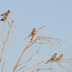 Northiella haematogaster at Irymple, NSW - 2 Oct 2019