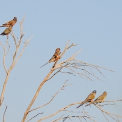Northiella haematogaster at Irymple, NSW - 2 Oct 2019 07:20 AM