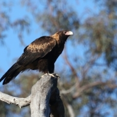 Aquila audax (Wedge-tailed Eagle) at Mount Ainslie - 5 Aug 2021 by jb2602