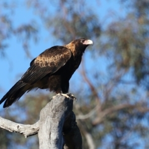 Aquila audax at Ainslie, ACT - 5 Aug 2021