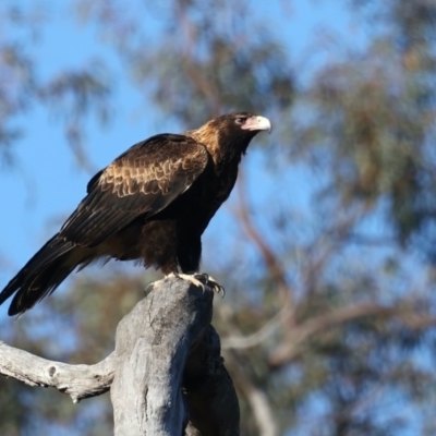 Aquila audax (Wedge-tailed Eagle) at Ainslie, ACT - 5 Aug 2021 by jb2602