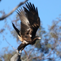 Aquila audax at Ainslie, ACT - 5 Aug 2021