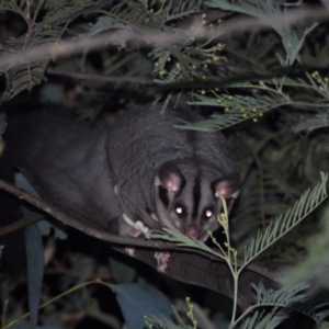 Petaurus norfolcensis at Bandiana, VIC - 10 Jun 2021 10:57 PM