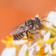 Unidentified Bee (Hymenoptera, Apiformes) (TBC) at Irymple, NSW - 1 Oct 2019 by Harrisi