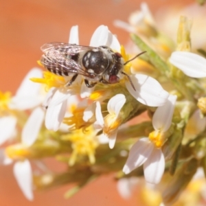 Megachile sp. (several subgenera) at Irymple, NSW - 1 Oct 2019 12:18 PM