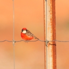 Epthianura tricolor (Crimson Chat) at Irymple, NSW - 2 Oct 2019 by Harrisi