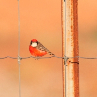 Epthianura tricolor (Crimson Chat) at Yathong Nature Reserve - 1 Oct 2019 by Harrisi