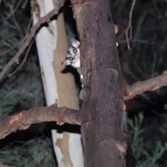 Petaurus norfolcensis (Squirrel Glider) at Bandiana, VIC - 10 Jun 2021 by WingsToWander