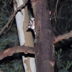 Petaurus norfolcensis (Squirrel Glider) at Wodonga Regional Park - 10 Jun 2021 by WingsToWander