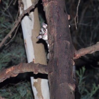 Petaurus norfolcensis (Squirrel Glider) at Wodonga - 10 Jun 2021 by WingsToWander