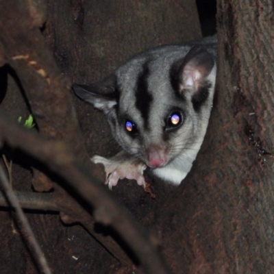 Petaurus norfolcensis (Squirrel Glider) at Wodonga Regional Park - 10 Jun 2021 by WingsToWander