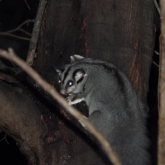 Petaurus norfolcensis (Squirrel Glider) at Wodonga Regional Park - 10 Jun 2021 by WingsToWander