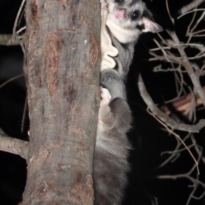 Petaurus norfolcensis (Squirrel Glider) at Wodonga - 10 Jun 2021 by WingsToWander