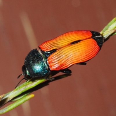 Unidentified Jewel beetle (Buprestidae) at Irymple, NSW - 2 Oct 2019 by Harrisi