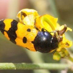 Castiarina atricollis at Irymple, NSW - 1 Oct 2019 11:18 AM