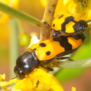 Castiarina atricollis at Irymple, NSW - 1 Oct 2019 11:18 AM