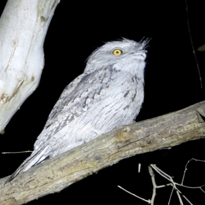 Podargus strigoides (Tawny Frogmouth) at Albury - 21 Aug 2021 by WingsToWander