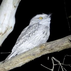 Podargus strigoides (Tawny Frogmouth) at Wonga Wetlands - 21 Aug 2021 by WingsToWander