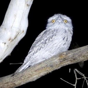 Podargus strigoides at Splitters Creek, NSW - 21 Aug 2021 11:41 PM