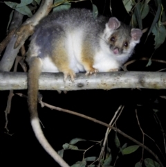 Pseudocheirus peregrinus (Common Ringtail Possum) at Splitters Creek, NSW - 21 Aug 2021 by WingsToWander