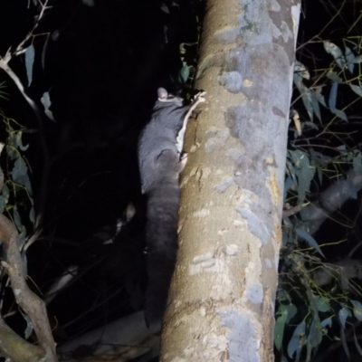 Petaurus norfolcensis (Squirrel Glider) at Wonga Wetlands - 21 Aug 2021 by WingsToWander