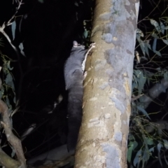 Petaurus norfolcensis (Squirrel Glider) at Splitters Creek, NSW - 21 Aug 2021 by WingsToWander