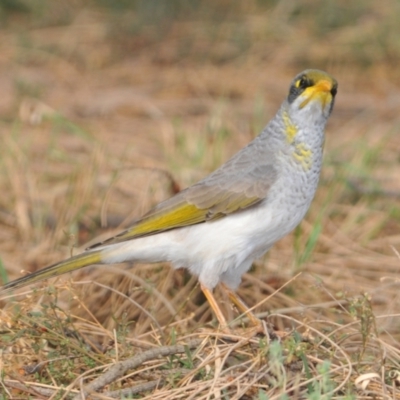 Manorina flavigula (Yellow-throated Miner) at Binya State Forest - 13 Apr 2009 by Harrisi