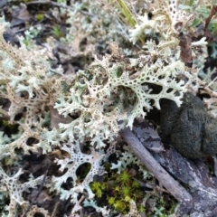 Cladia corallaizon at Holt, ACT - 19 Aug 2021 by drakes