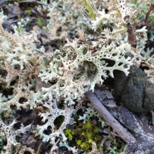 Cladia corallaizon at Holt, ACT - 20 Aug 2021