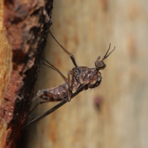 Sylvicola dubius at Downer, ACT - 6 Aug 2021