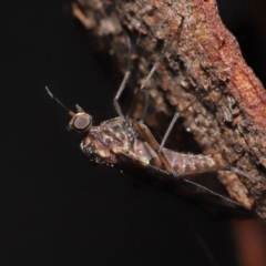 Sylvicola dubius at Downer, ACT - 6 Aug 2021 12:21 PM