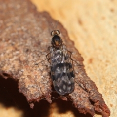 Sylvicola dubius at Downer, ACT - 6 Aug 2021