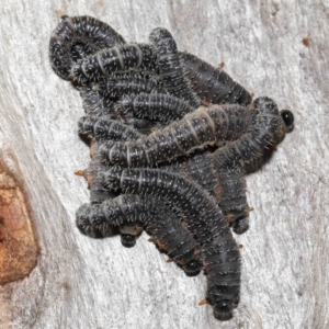 Perga sp. (genus) at Acton, ACT - 30 Jul 2021