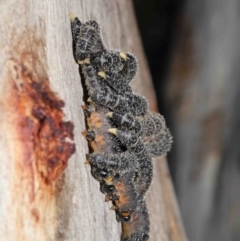 Perga sp. (genus) at Acton, ACT - 30 Jul 2021