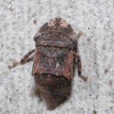 Unidentified Leafhopper & planthopper (Hemiptera, several families) at Acton, ACT - 6 Aug 2021 by TimL