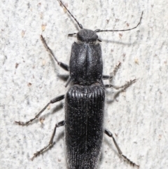 Crepidomenus fulgidus (Click beetle) at Acton, ACT - 30 Jul 2021 by TimL