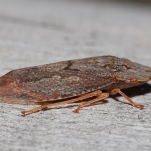 Stenocotis depressa at Acton, ACT - 30 Jul 2021