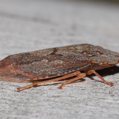 Stenocotis depressa (Leafhopper) at ANBG - 30 Jul 2021 by TimL