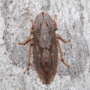 Stenocotis depressa at Acton, ACT - 30 Jul 2021