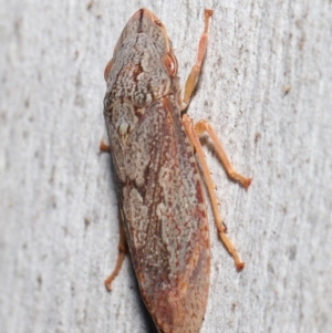 Stenocotis depressa at Acton, ACT - 30 Jul 2021