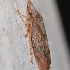 Stenocotis depressa at Acton, ACT - 30 Jul 2021 12:53 PM