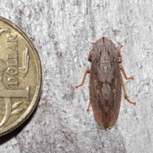 Stenocotis depressa at Acton, ACT - 30 Jul 2021 12:53 PM