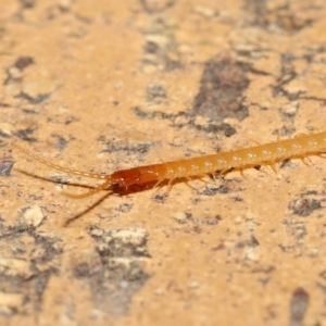 Geophilomorpha sp. (order) at Evatt, ACT - 17 Aug 2021 07:23 PM