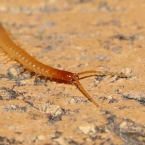 Geophilomorpha sp. (order) at Evatt, ACT - 17 Aug 2021 07:23 PM